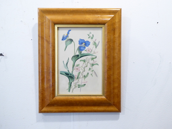 19th C Hand Painted English Botanical Print